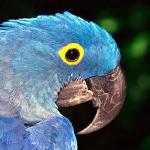 wildlife uid 1659200