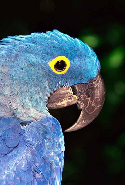 wildlife uid 1659200