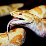 yellow snake with purple tongue