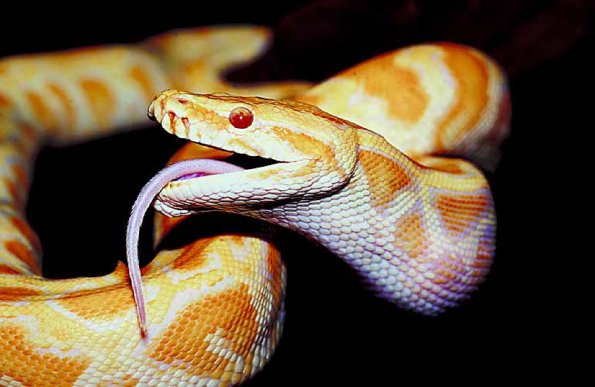 yellow snake with purple tongue