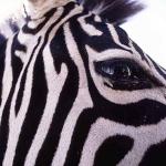 zebra uid 1602370