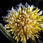 Flowers 001