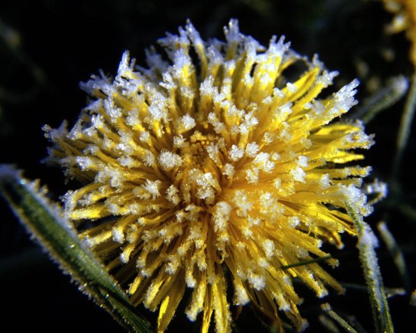 Flowers 001