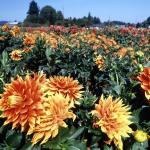 Flowers 003