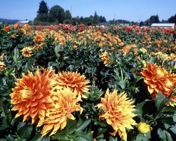 Flowers 003