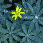 Flowers 004