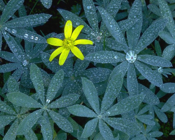 Flowers 004