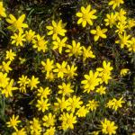 Flowers 005