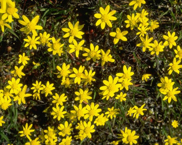 Flowers 005