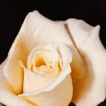 Flowers 006
