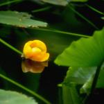 Flowers 007