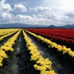 Flowers 008
