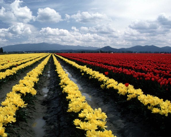 Flowers 008