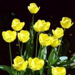 Flowers 009