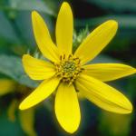 Flowers 010