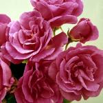 Flowers 011