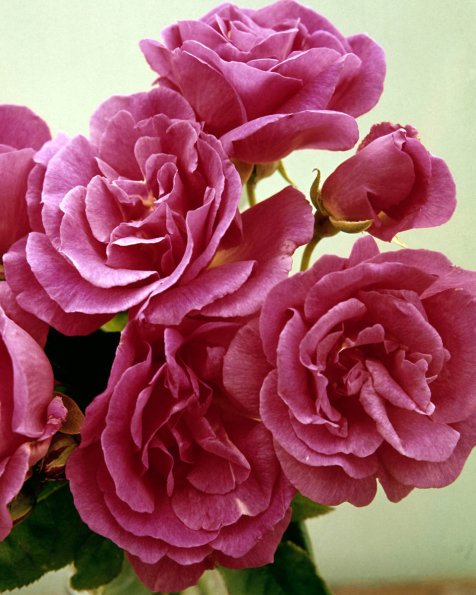 Flowers 011