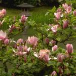 Flowers 012