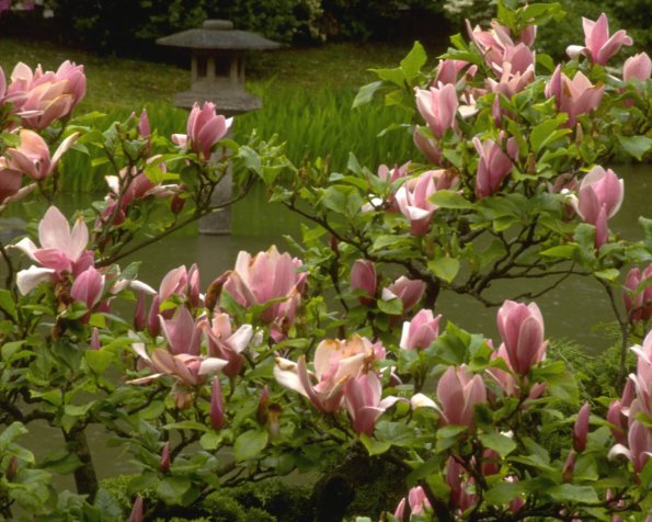 Flowers 012