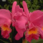 Flowers 013