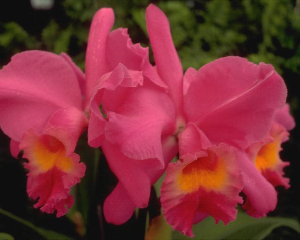 Flowers 013