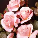 Flowers 014