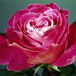 Flowers 015