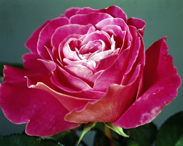 Flowers 015