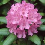 Flowers 016