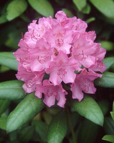 Flowers 016