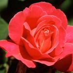 Flowers 017