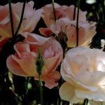 Flowers 018