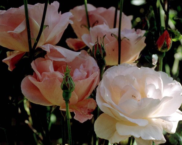 Flowers 018