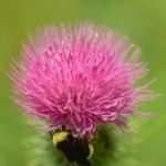 Flowers 019