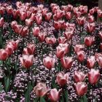 Flowers 021