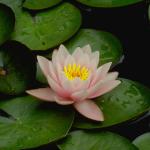 Flowers 022