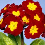 Flowers 023