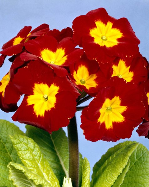 Flowers 023