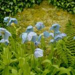 Flowers 024