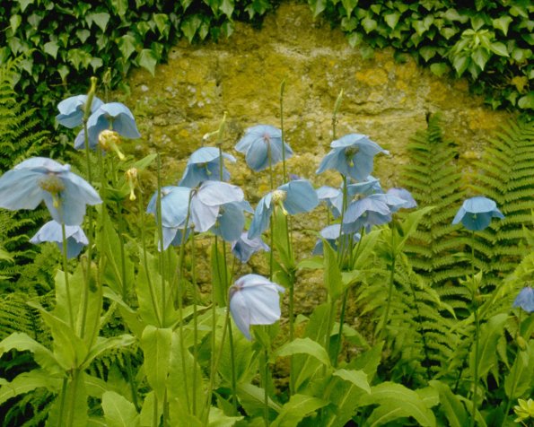 Flowers 024