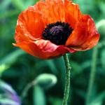 Flowers 025