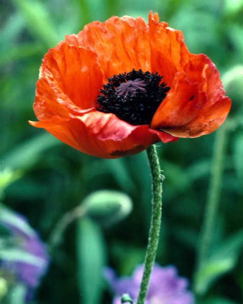 Flowers 025