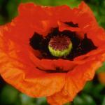 Flowers 026