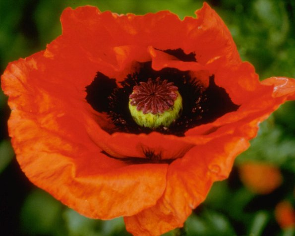 Flowers 026