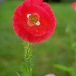Flowers 027