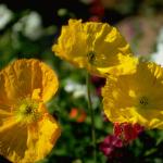 Flowers 028