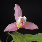 Flowers 029