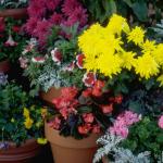 Flowers 030