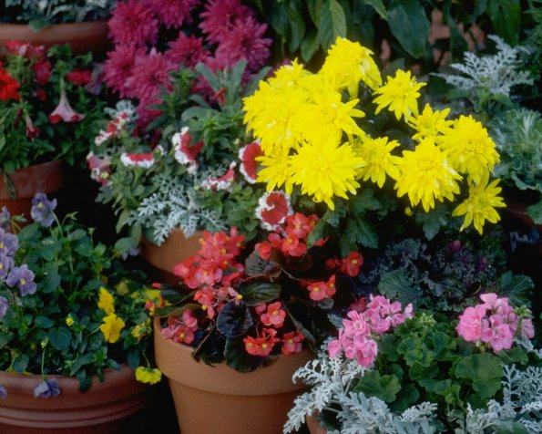 Flowers 030