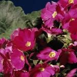 Flowers 031